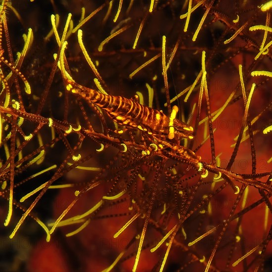 Ambon crinoid shrimp