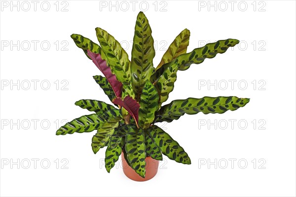 Tropical Calathea Lancifolia houseplant