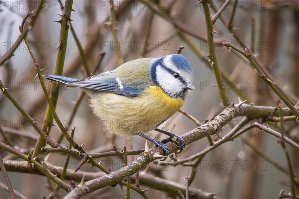 Blue Tit