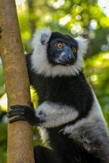 Black-and-white ruffed lemur