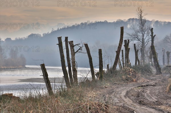 Cut trees on the bank of a river