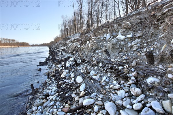 Exposed historic fascines on a river bank