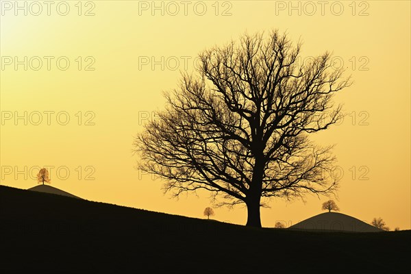 Silhouettes of an oak tree