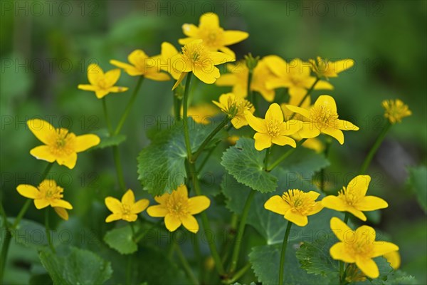 Marsh marigold