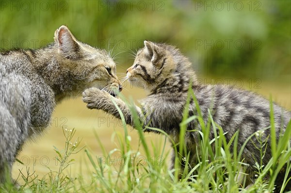 European wildcat