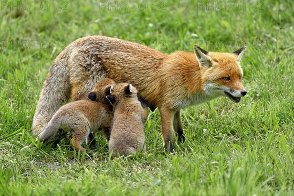 Two red fox