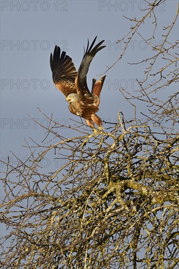 Red Kite