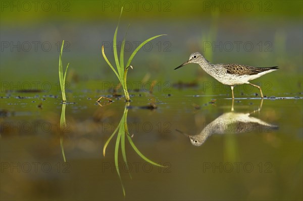 Common greenshank