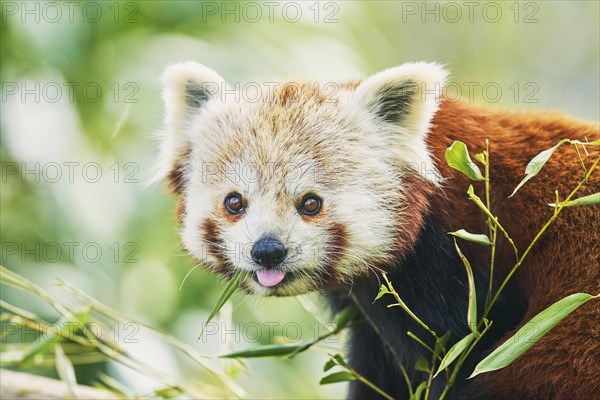 Red panda