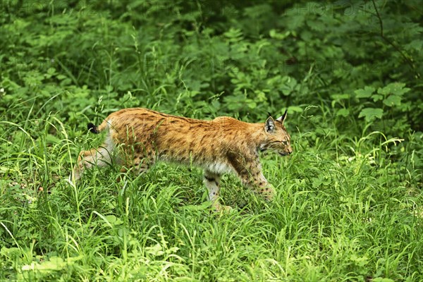 Eurasian lynx