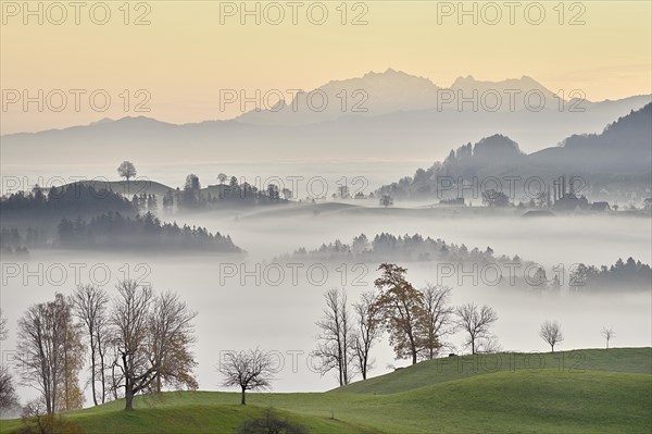 Meadows and trees in autumnal early morning mist