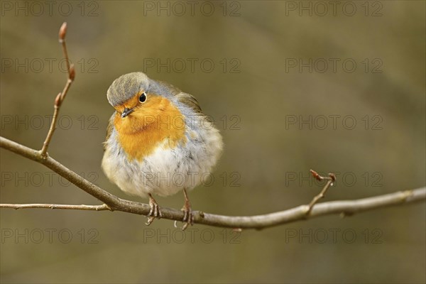 European robin