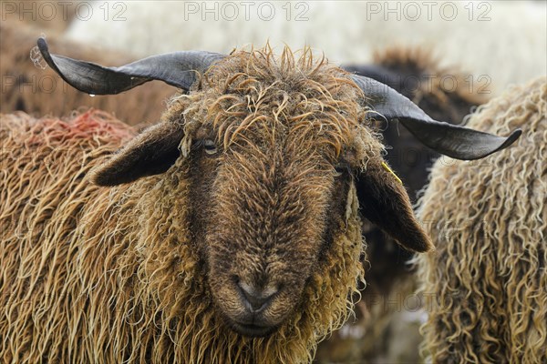 Valais black-nosed domestic sheep