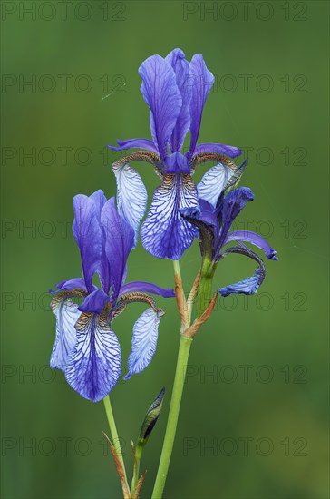 Siberian iris