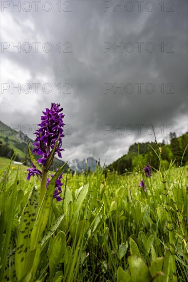 Western marsh orchid