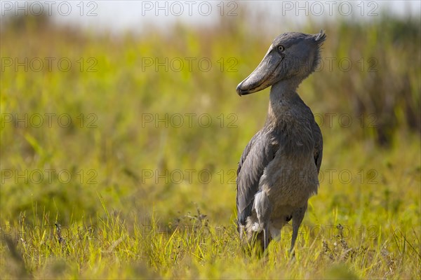 Shoebill