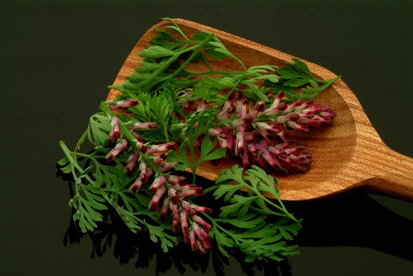 Medicinal plant Common fumitory