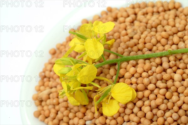 Medicinal plant White mustard