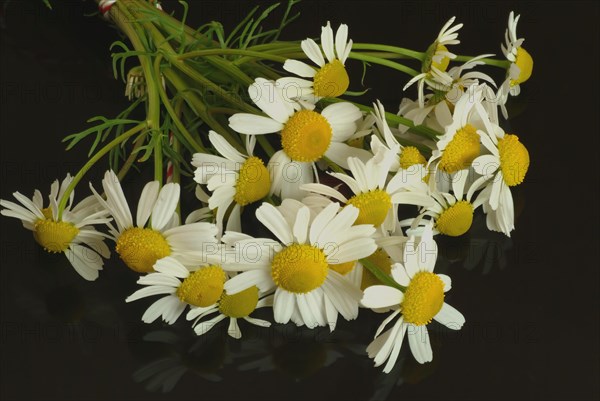 Medicinal plant Chamomile