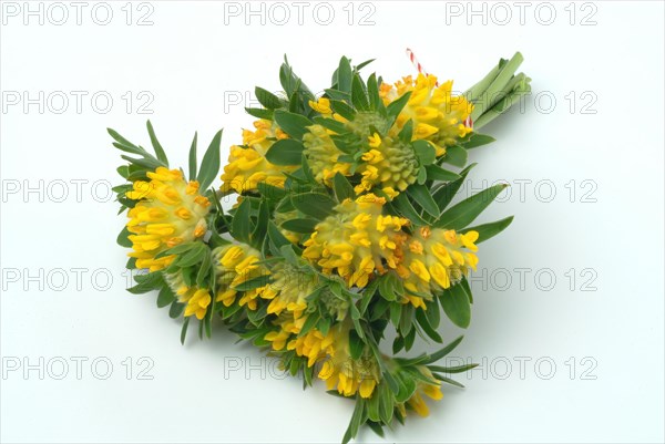 Common kidney vetch