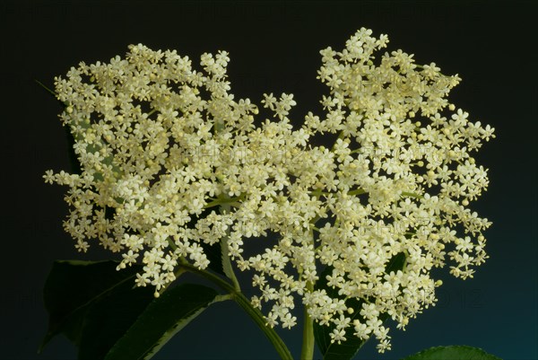 Black elder