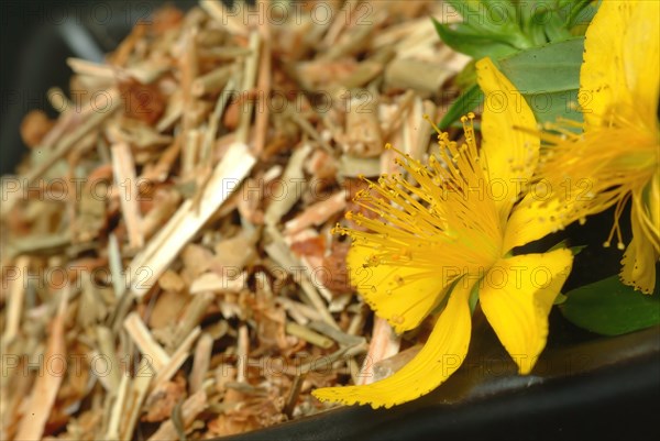 Medicinal plant St. John's wort