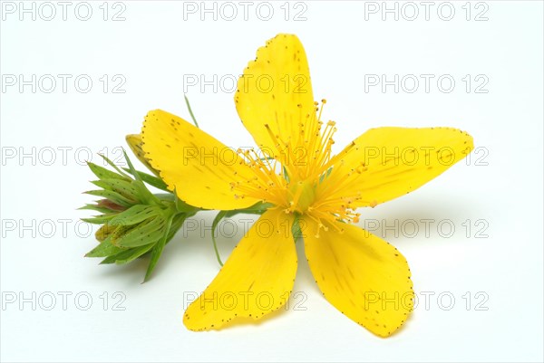 Medicinal plant St. John's wort