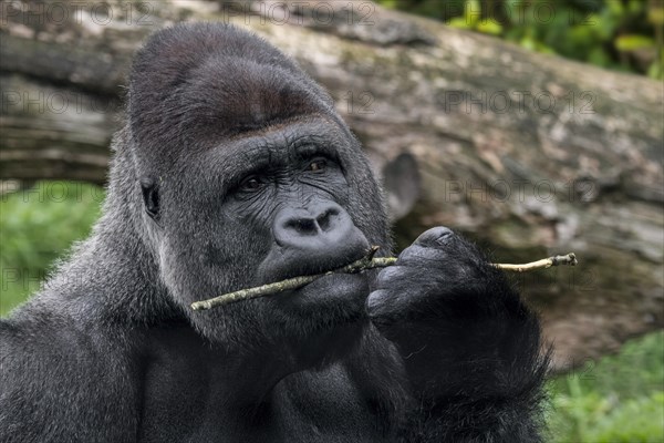 Western lowland gorilla