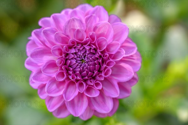 Dahlia blossom as decoration in a municipal park. Selestat