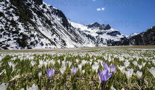 Meadow full of white and purple crocuses