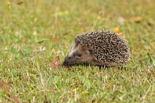 European hedgehog