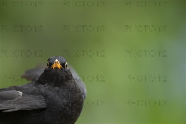 European blackbird