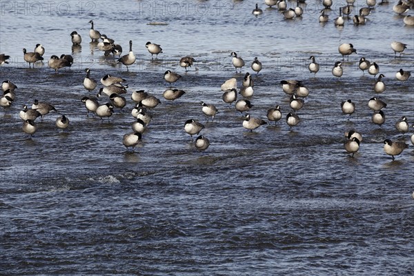 Canada geese in river