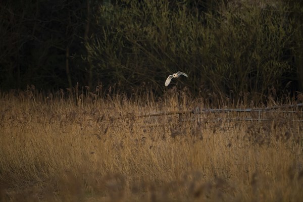 Barn owl