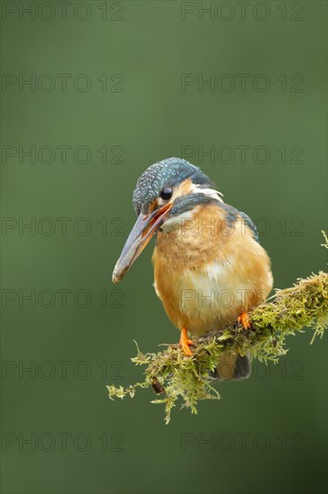 Common kingfisher