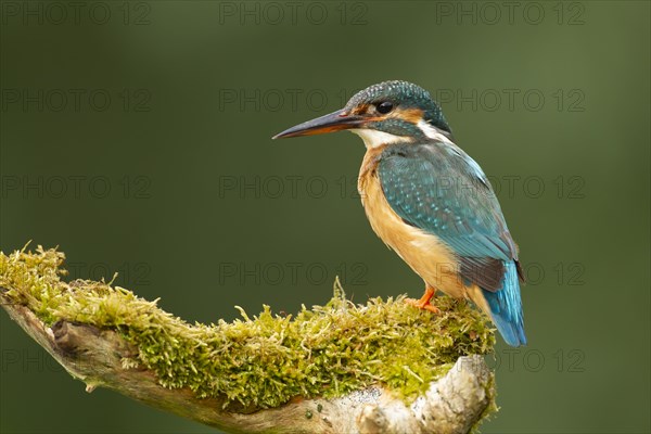 Common kingfisher