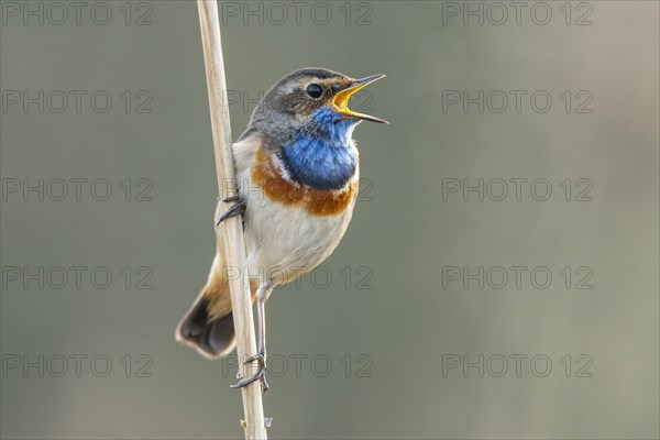 Mating bluethroat