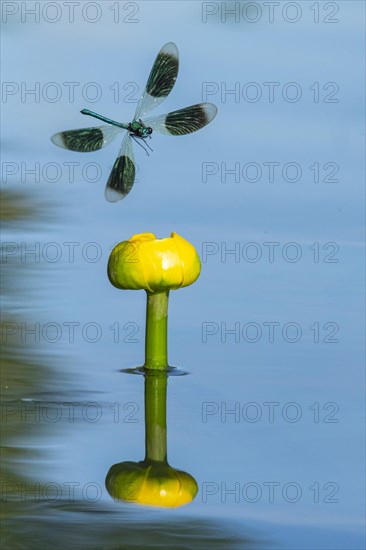 Banded demoiselle