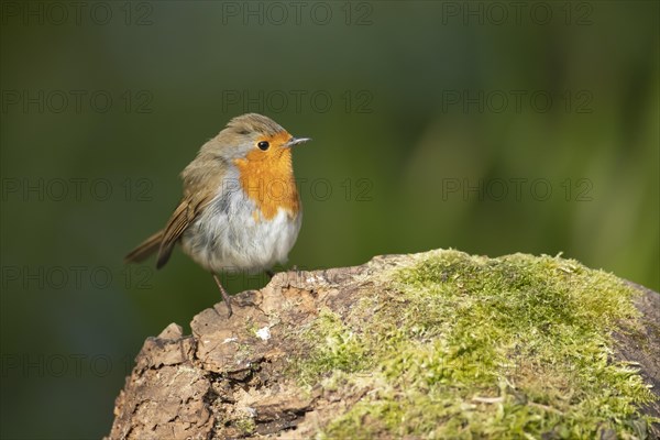 European robin