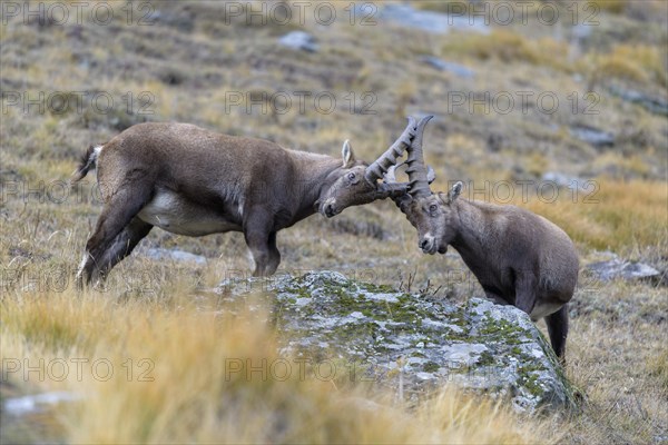 Alpine ibex