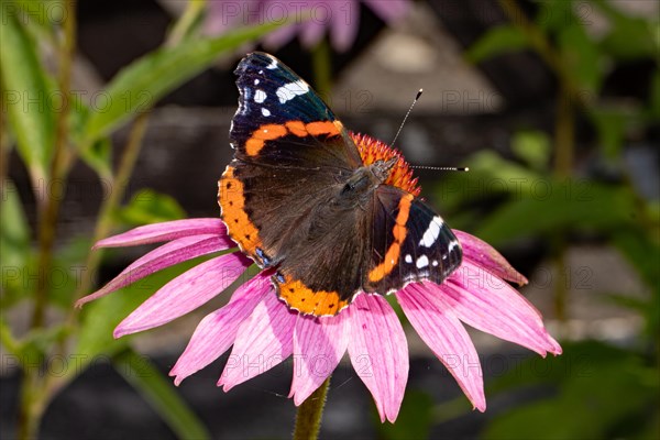Admiral butterfly with open wings sitting on red flower seen on right side