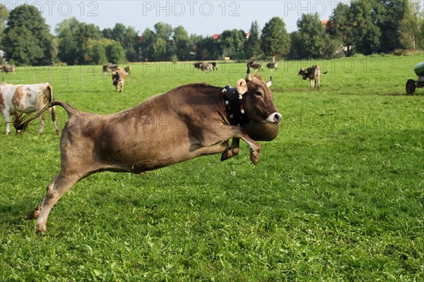 Cow with heavy bell rushing across the meadow