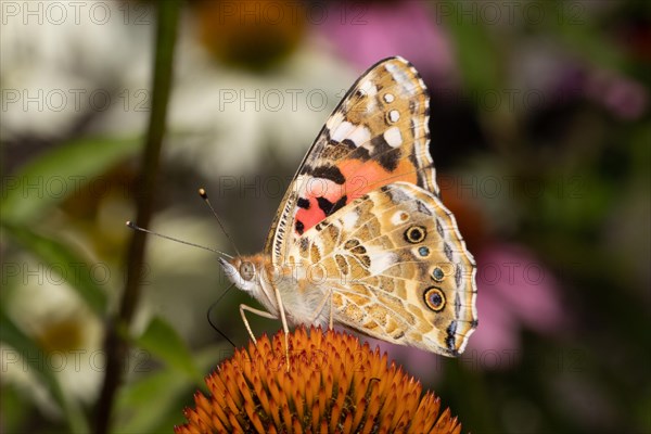 Thistle butterfly butterfly with closed wings sitting on red flower sucking left seeing