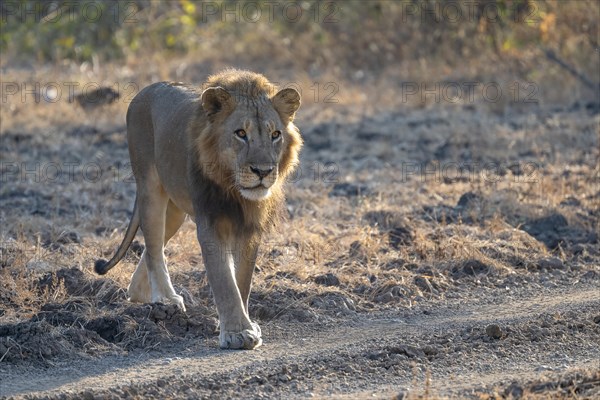 African lion