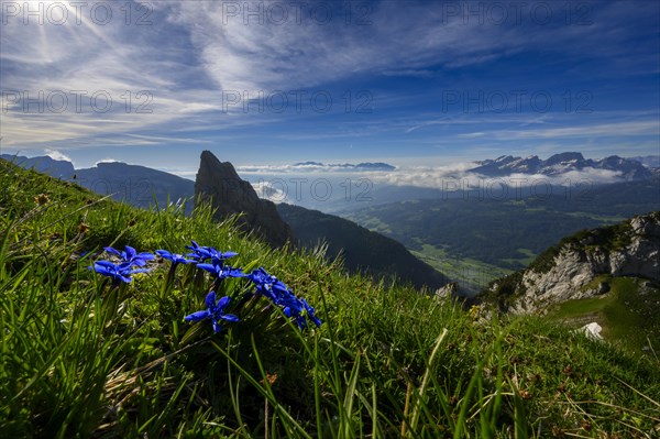 Gentian