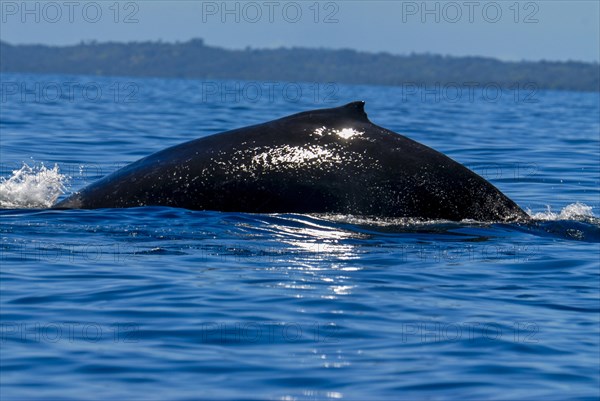 Humpback whale