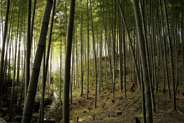 Stream and bamboo trunks in the Arashiyama Bamboo Forest in Kyoto