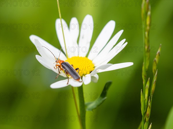 Marguerite