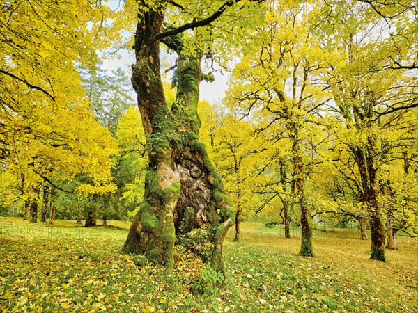 Forest of sycamore maple