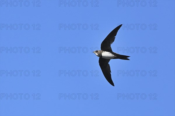 Alpine swift